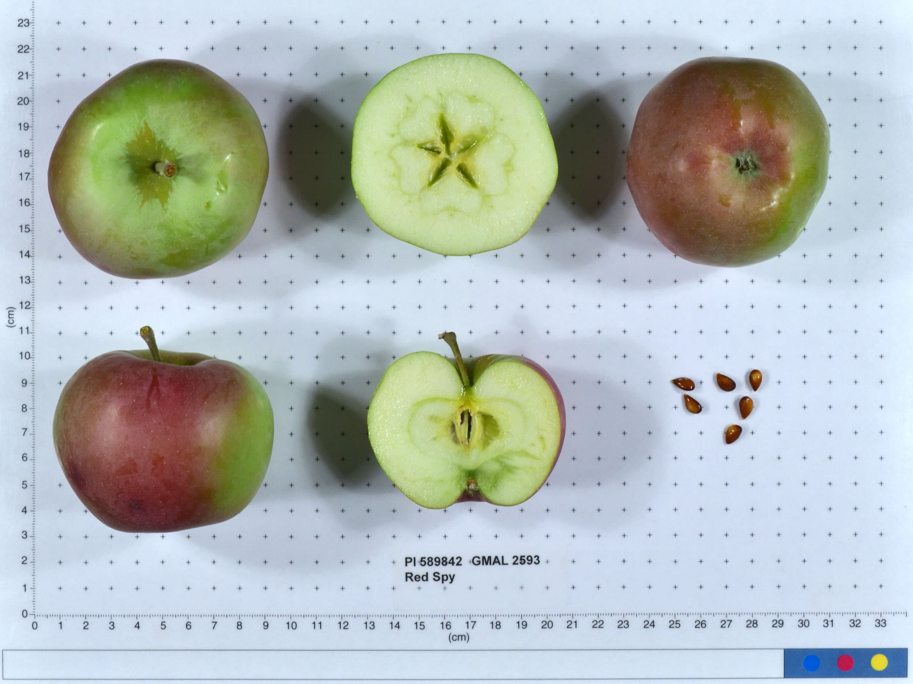 Red Spy apple