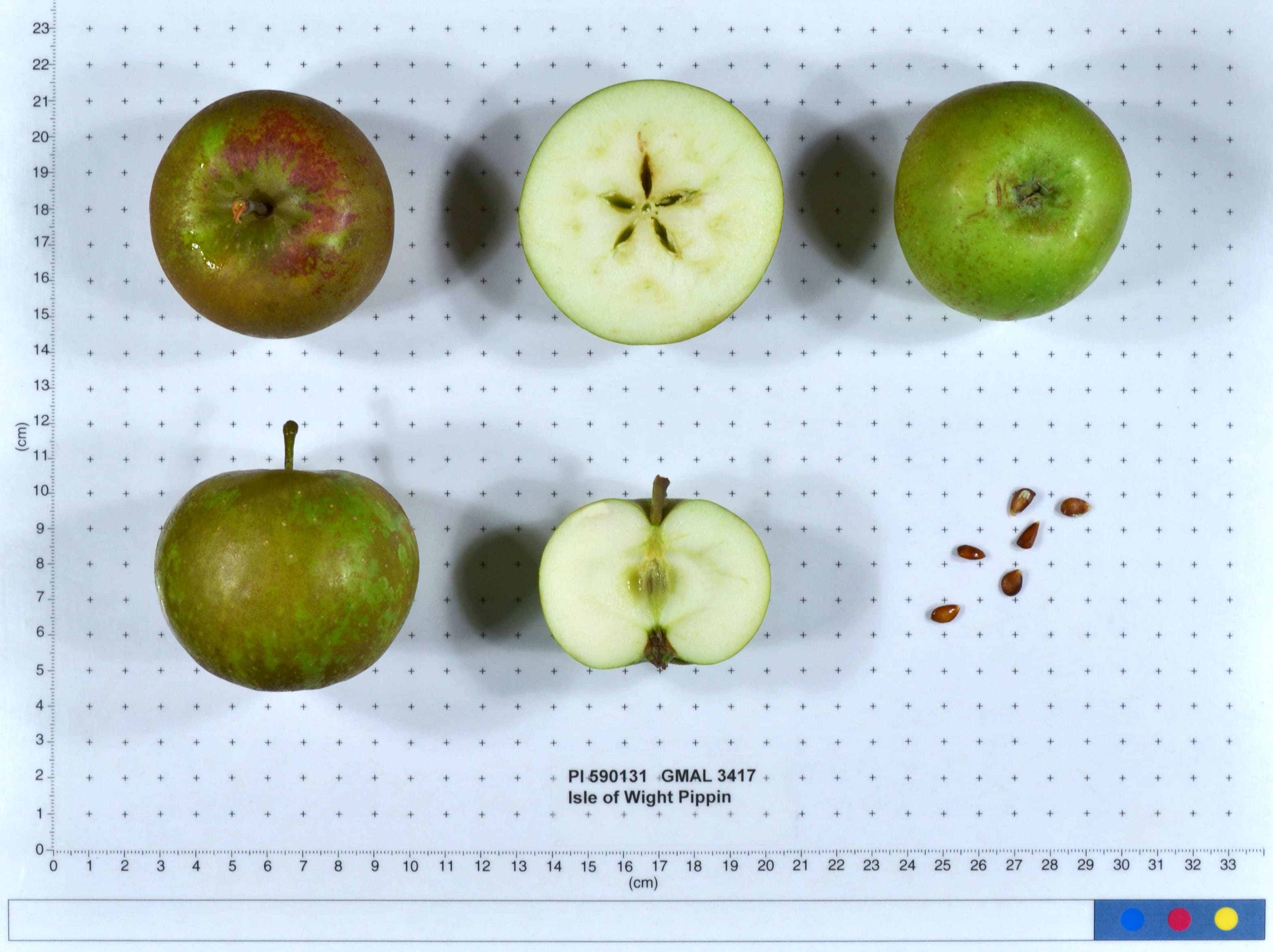 Isle of Wight Pippin apple