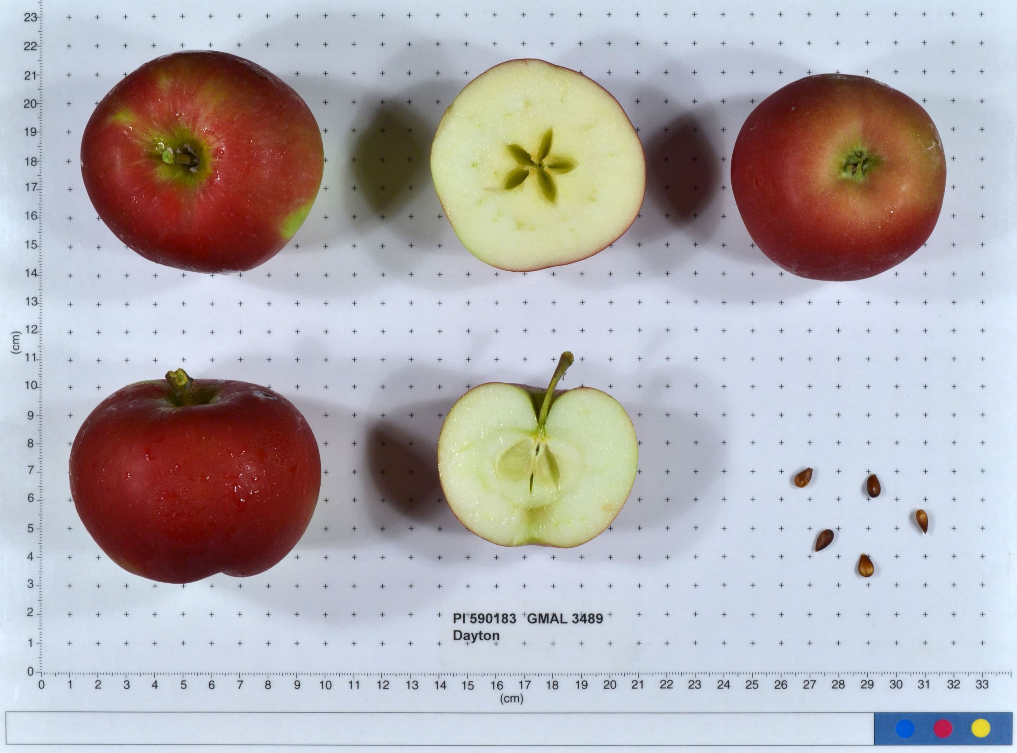 Dayton apple