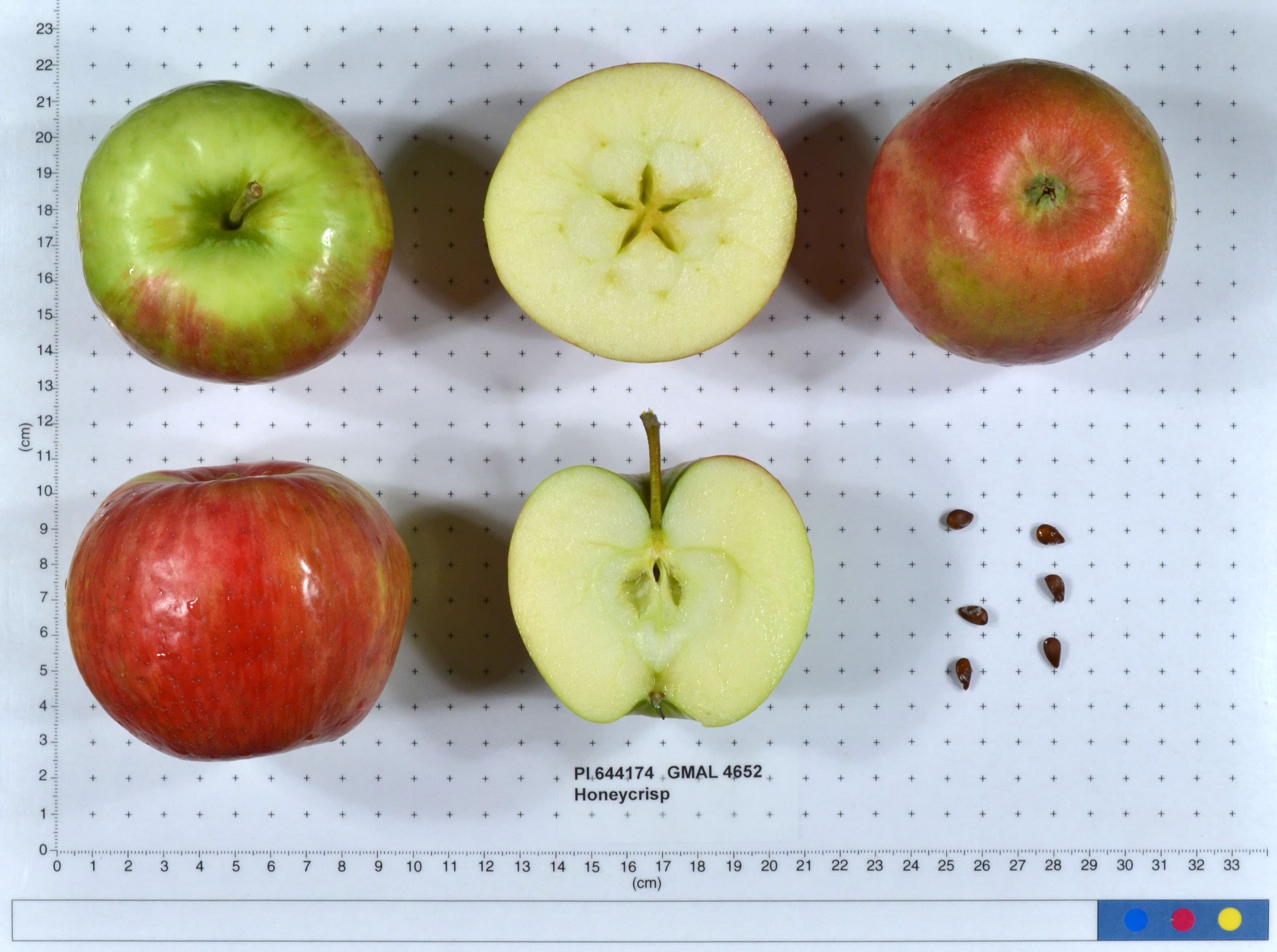 Honeycrisp apple
