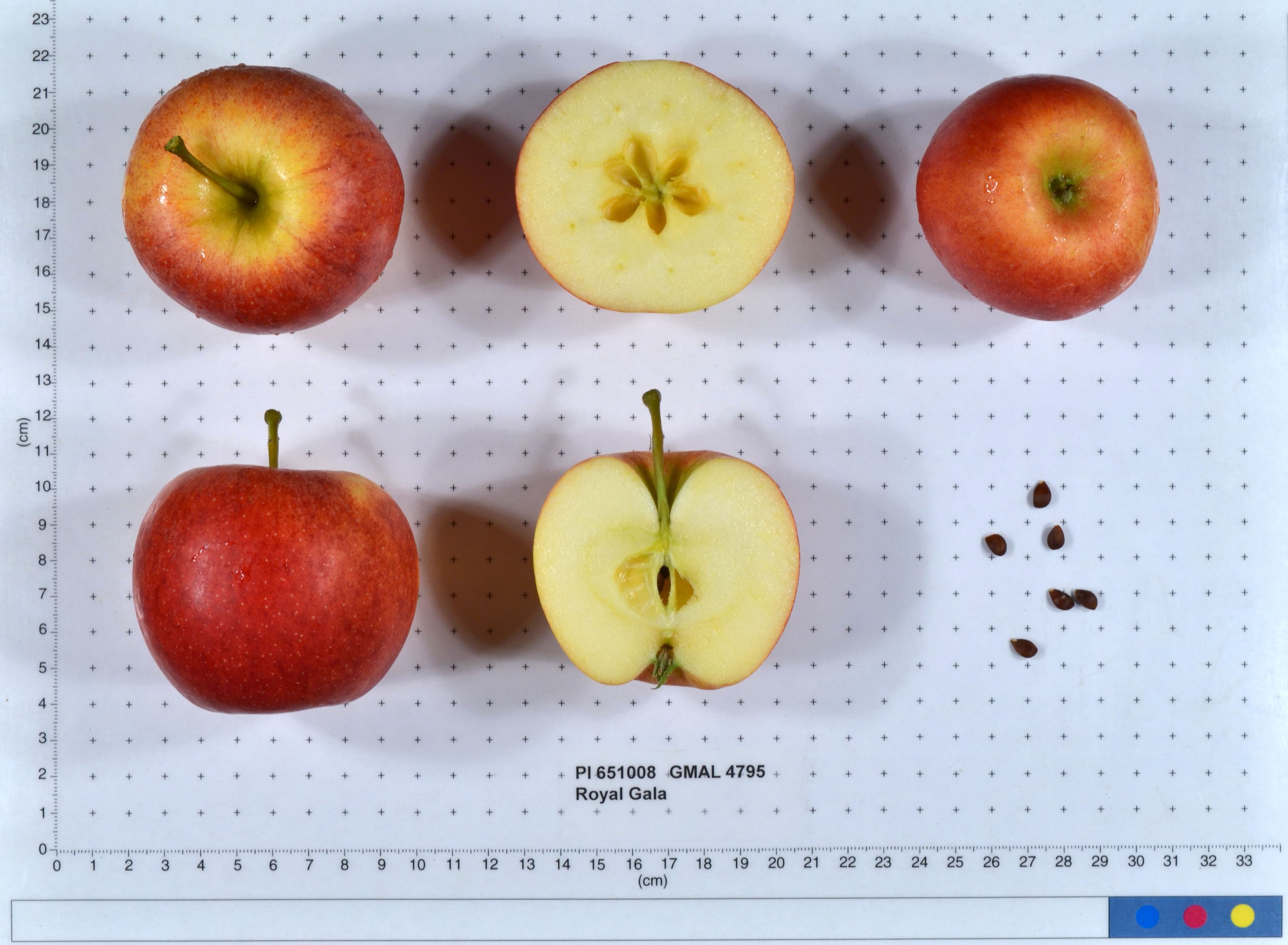 Royal Gala apple