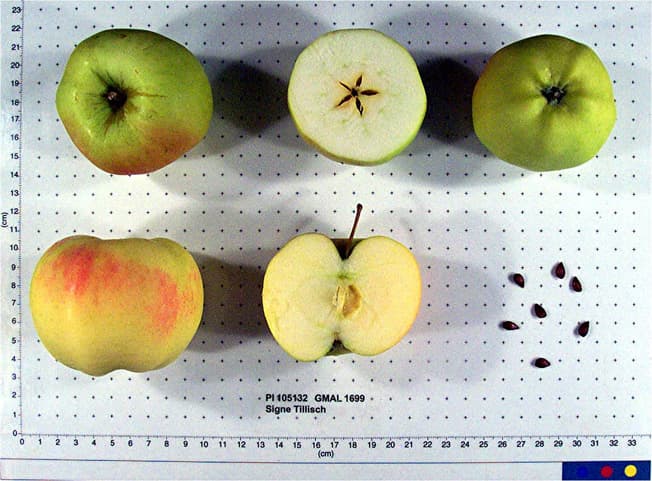 Signe Tillisch apple