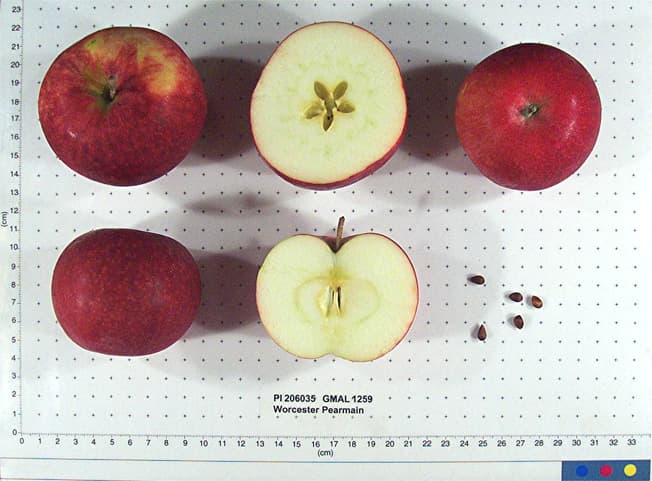 Worcester Pearmain apple