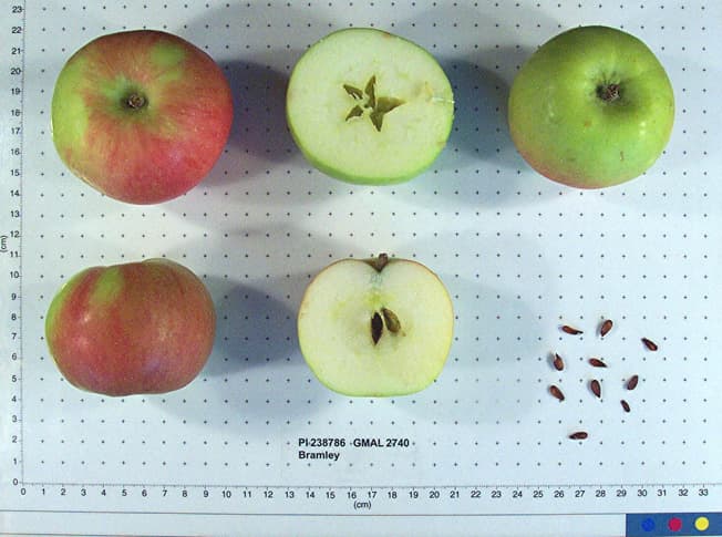 Bramley apple