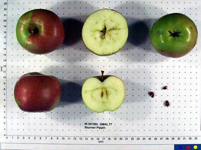 Sturmer Pippin apple