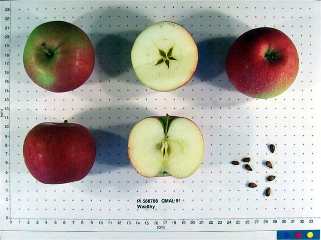 Wealthy apple