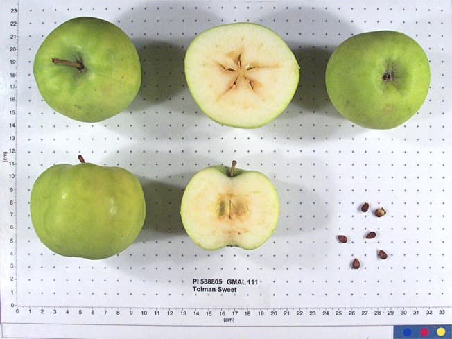 Tolman Sweet apple