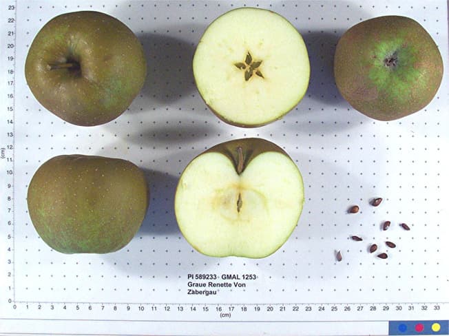 Graue Renette Von Zabergau apple