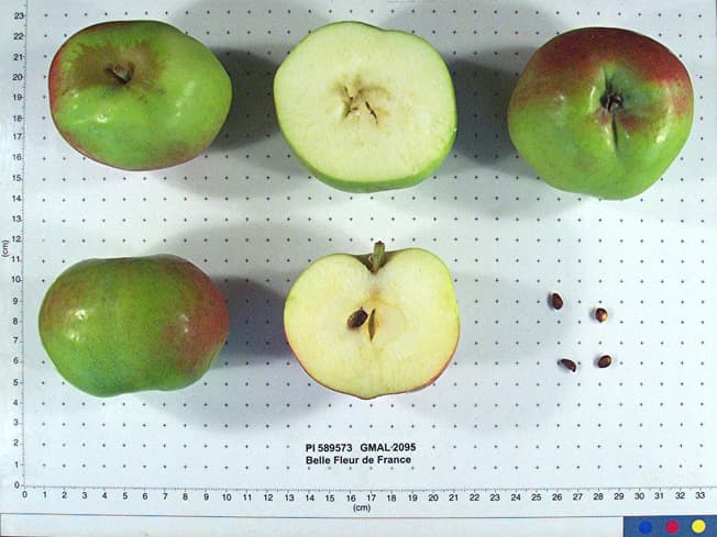 Belle Fleur de France apple