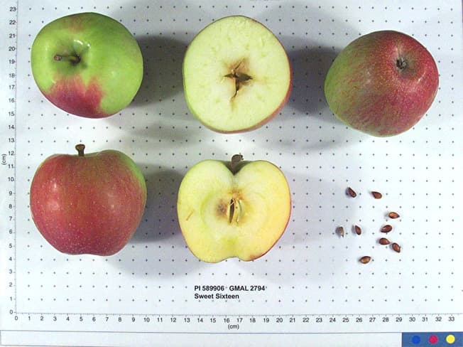 Sweet Sixteen apple