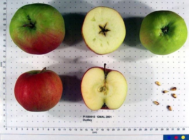 Dudley apple