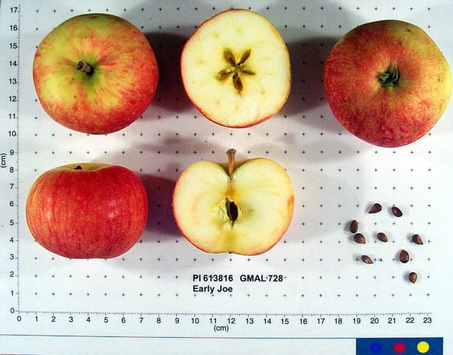 Early Joe apple