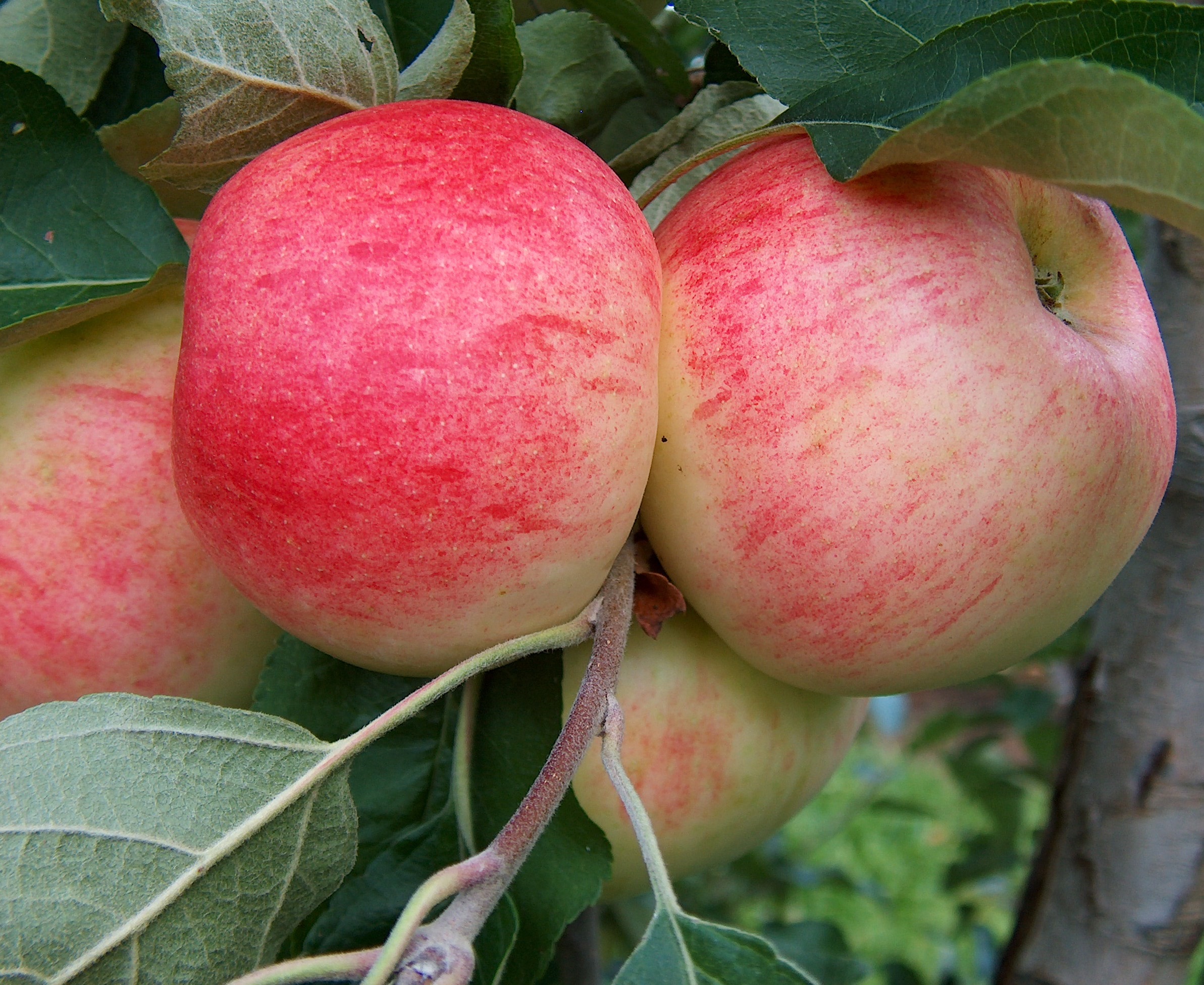 Delrouval apple