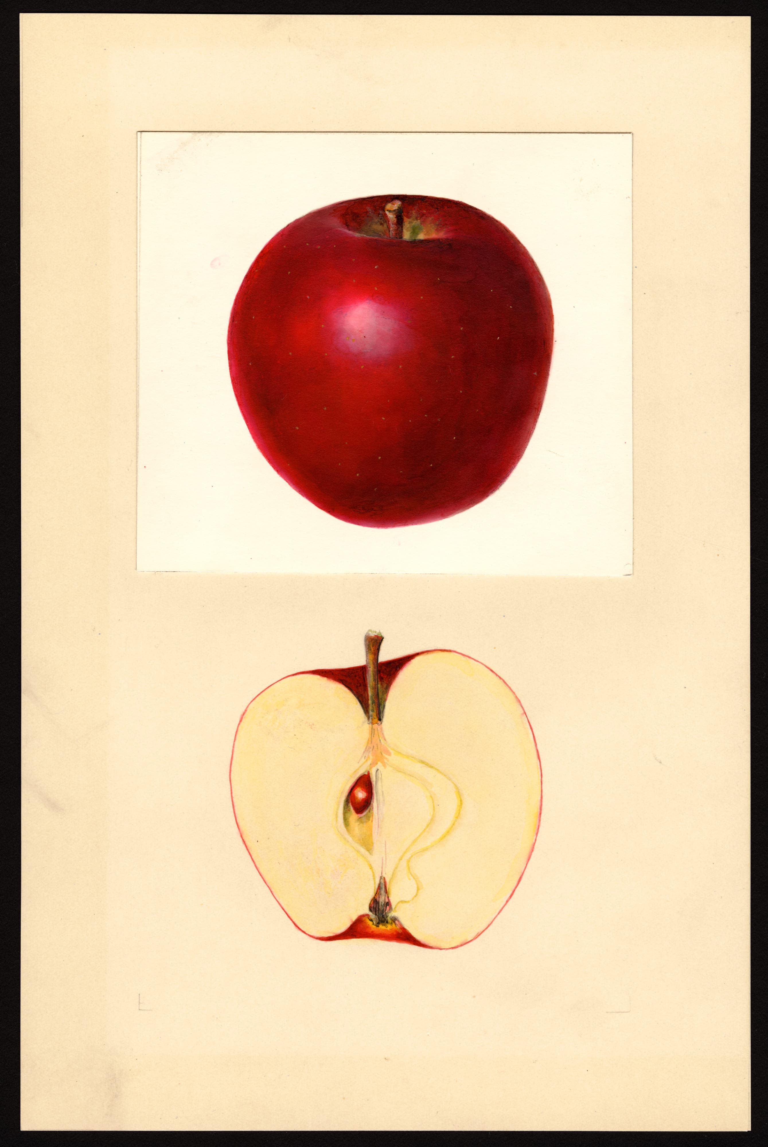 Grove apple