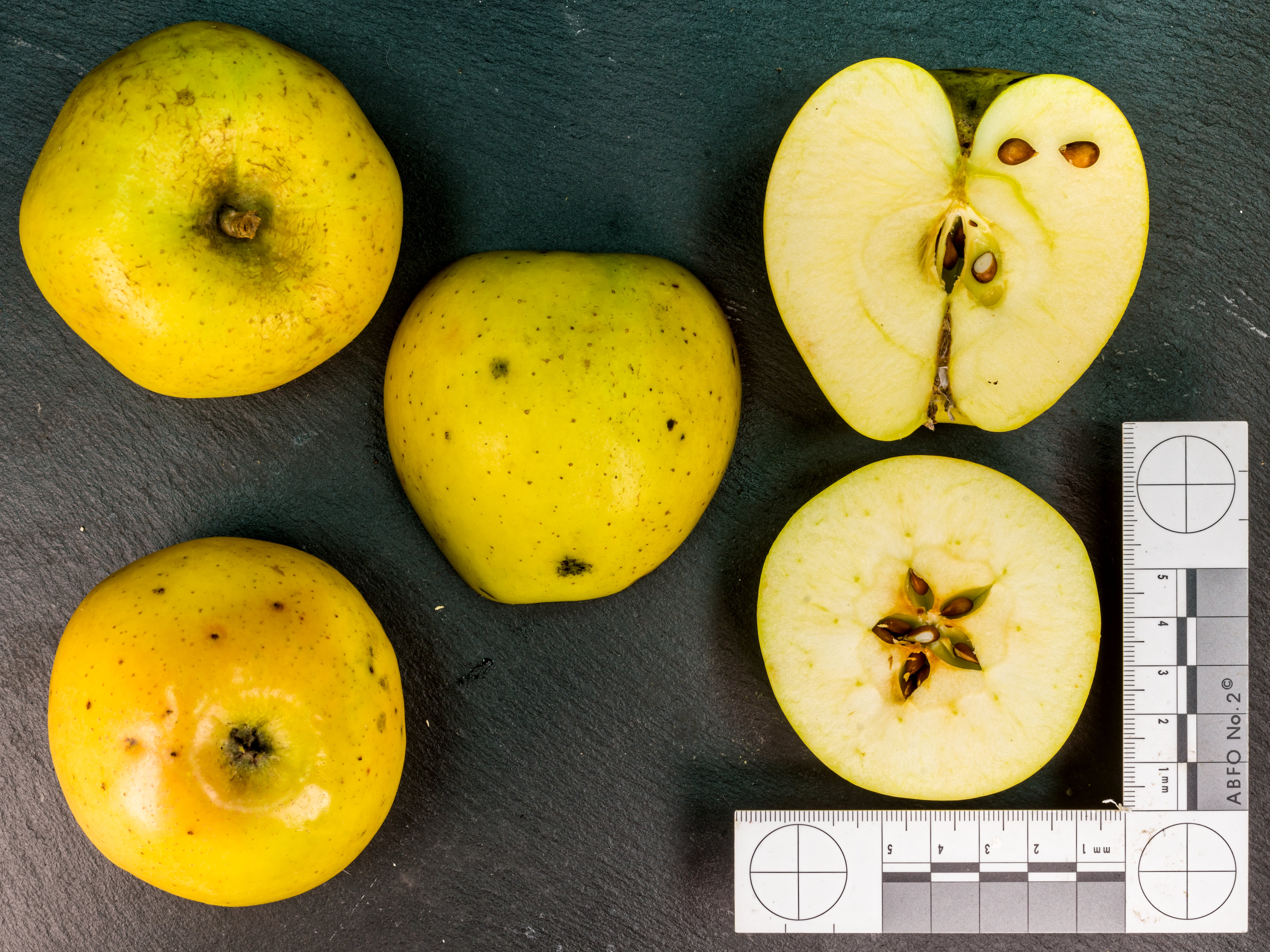 Goldrush apple