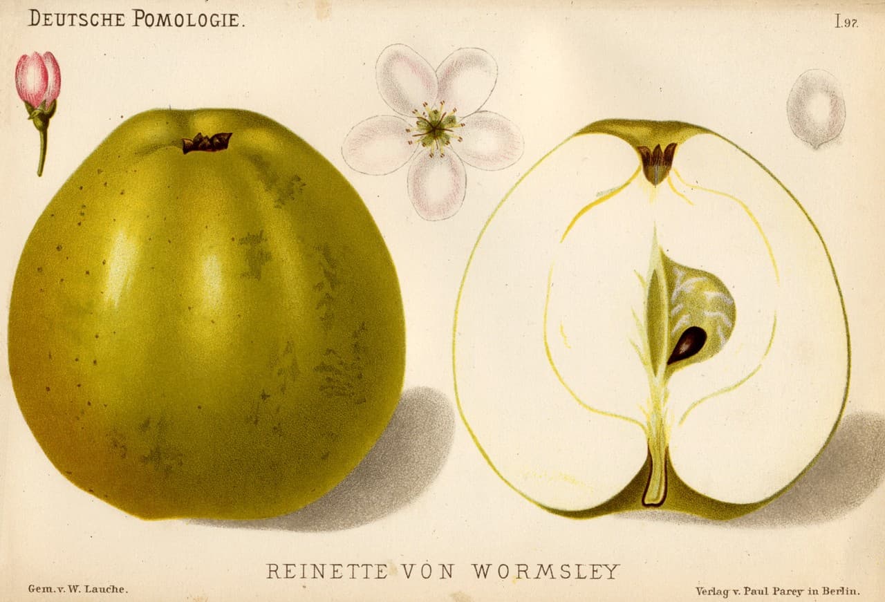 Wormsley Pippin apple