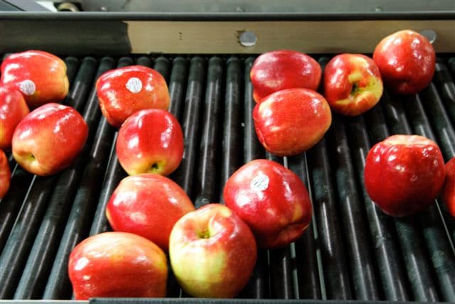 MINNEISKA apple