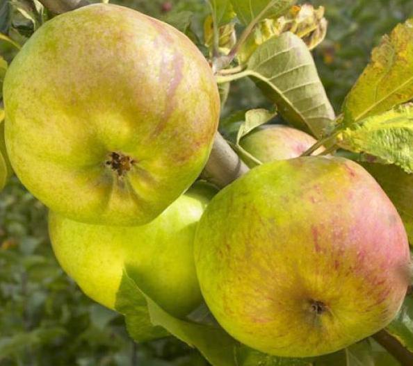 Rambour d'Hiver apple