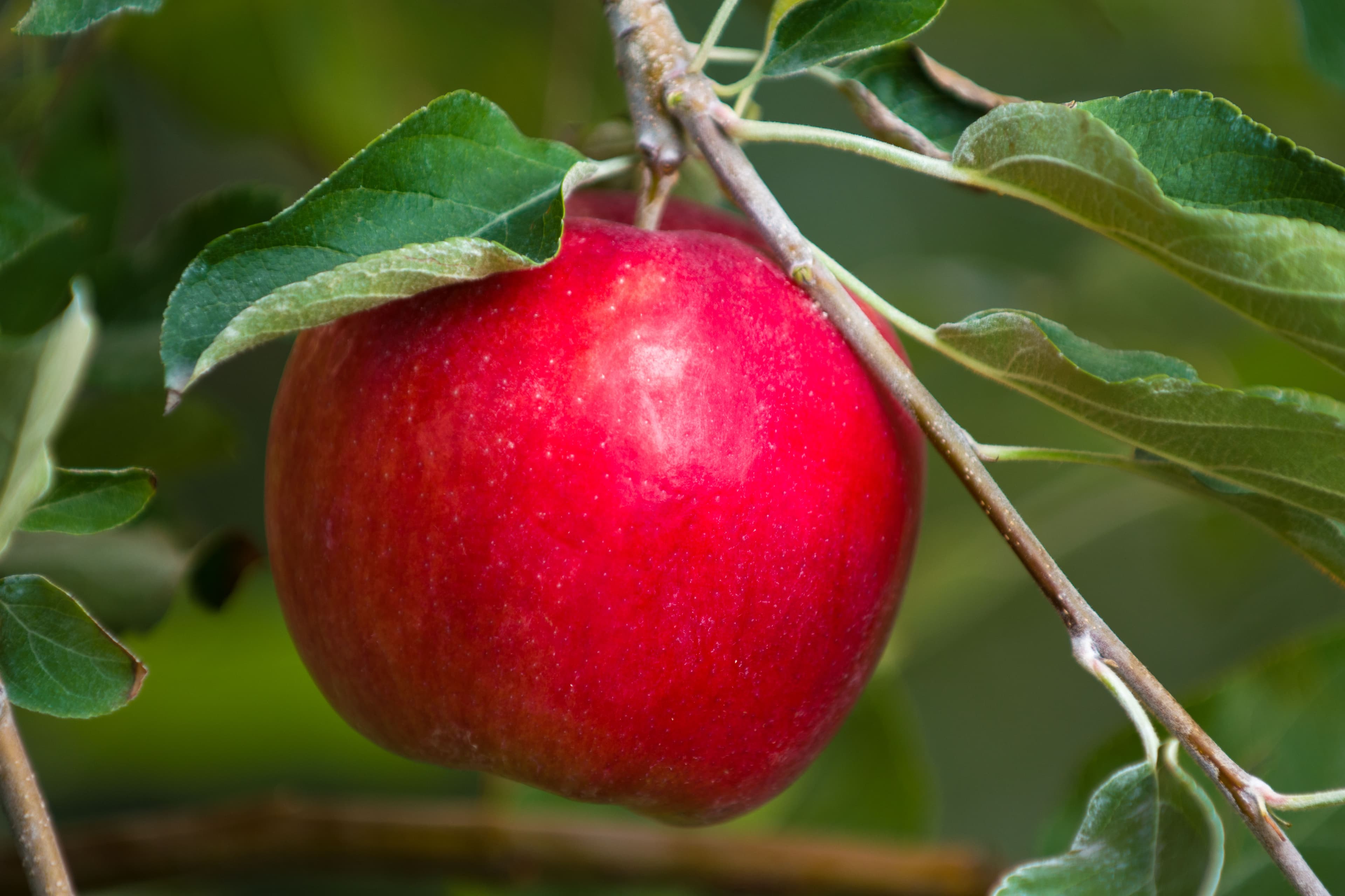 First Kiss apple