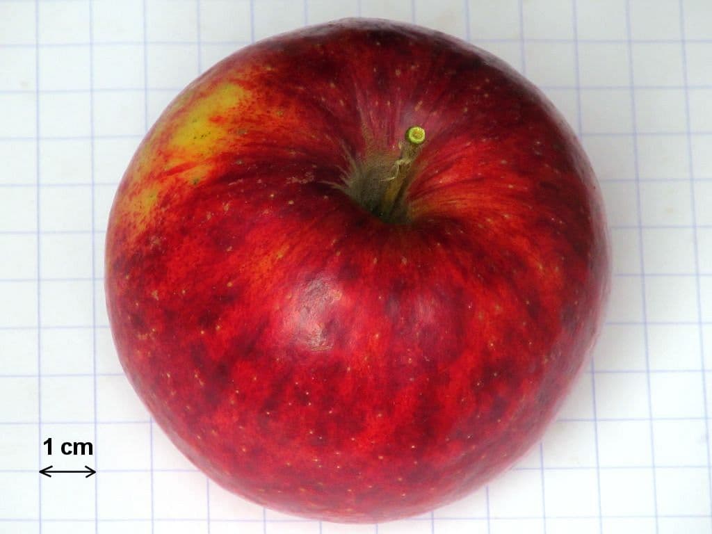 Rajka apple