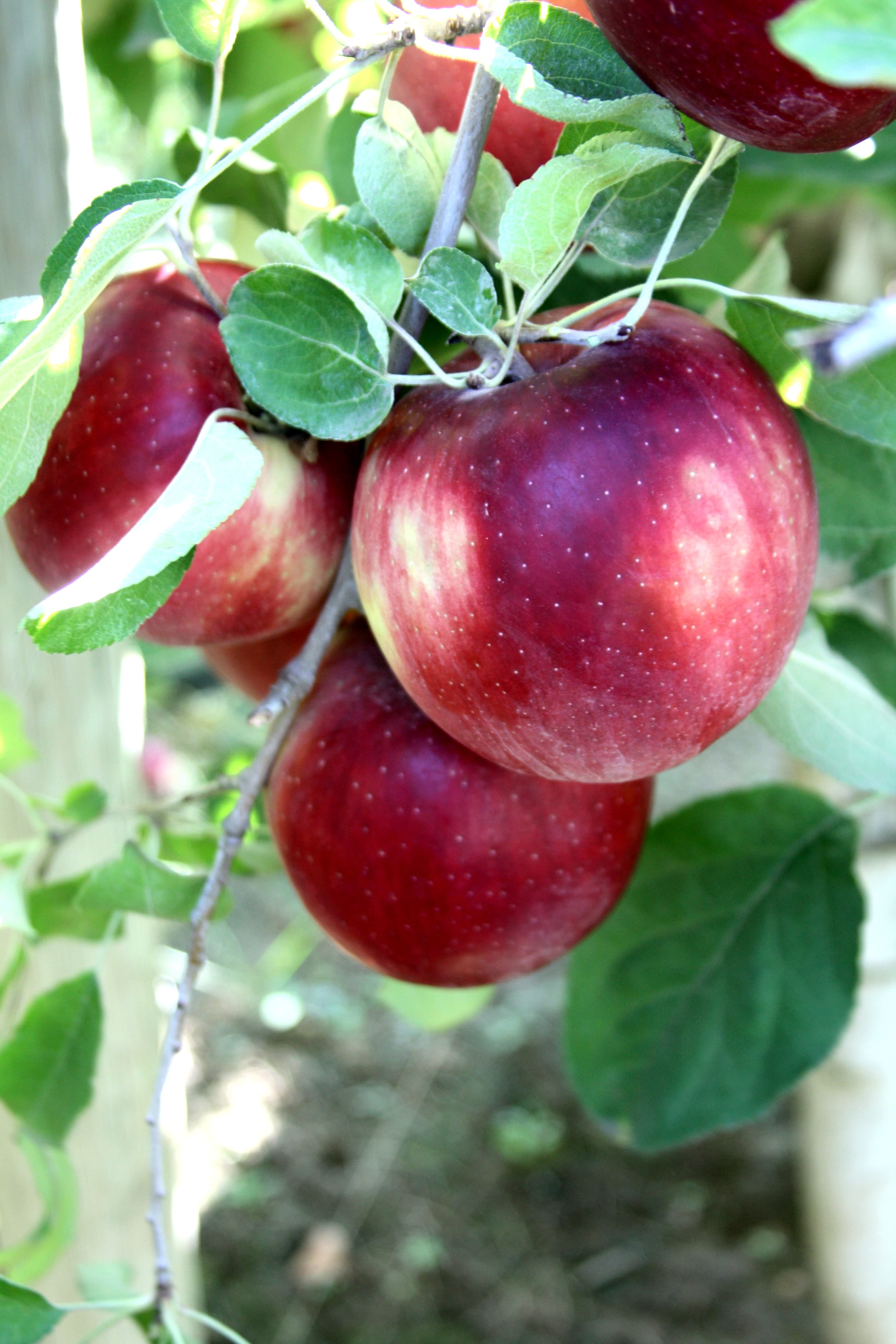 Cosmic Crisp apple