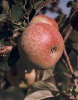 Foxwhelp apple