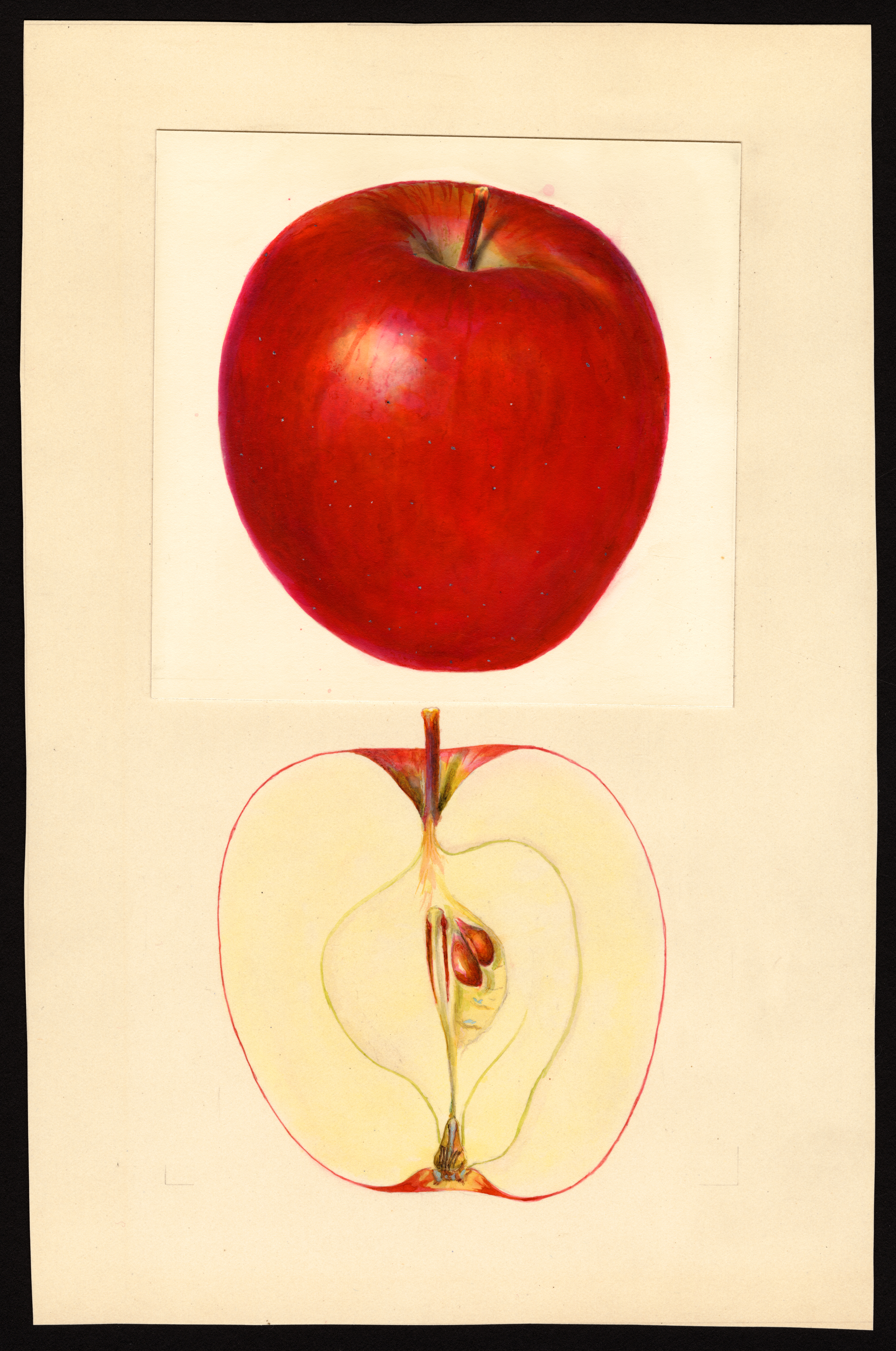 Whetstone apple