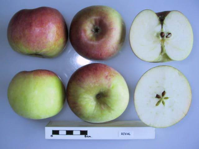 Rival apple
