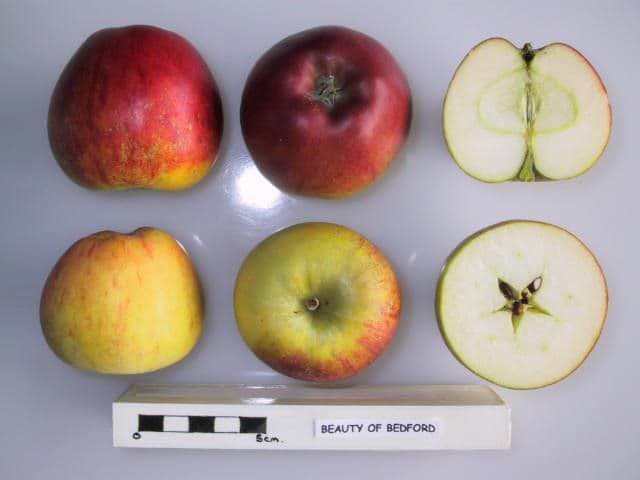 Beauty of Bedford apple