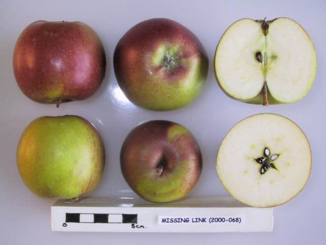 Missing Link apple