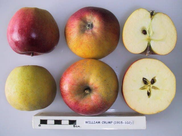 William Crump apple