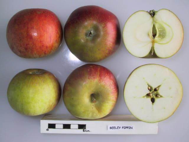 Beeley Pippin apple