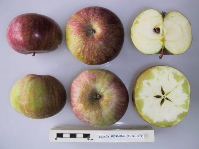 Hoary Morning apple