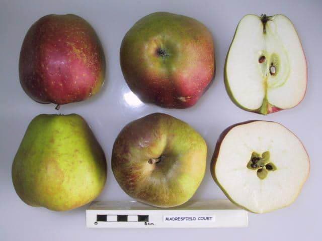 Madresfield Court apple