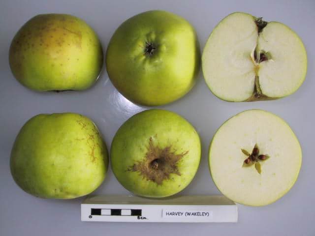 Doctor apple