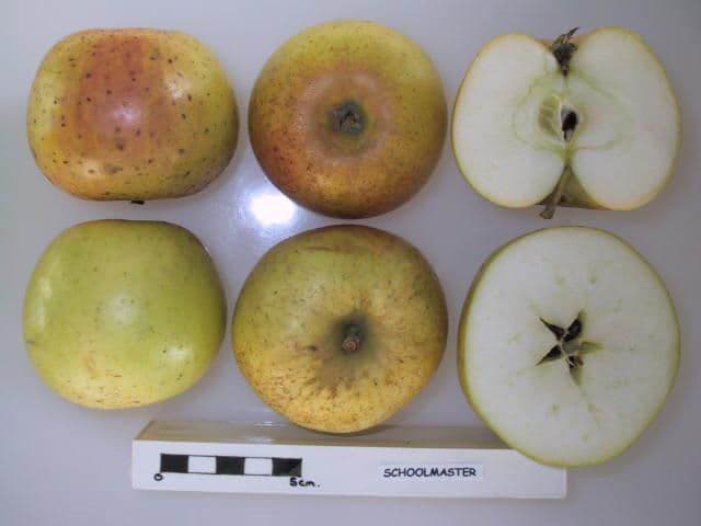 Schoolmaster apple