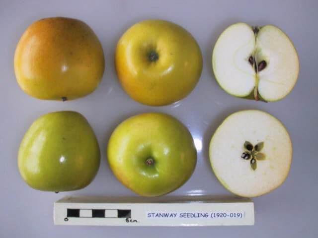 Stanway Seedling apple