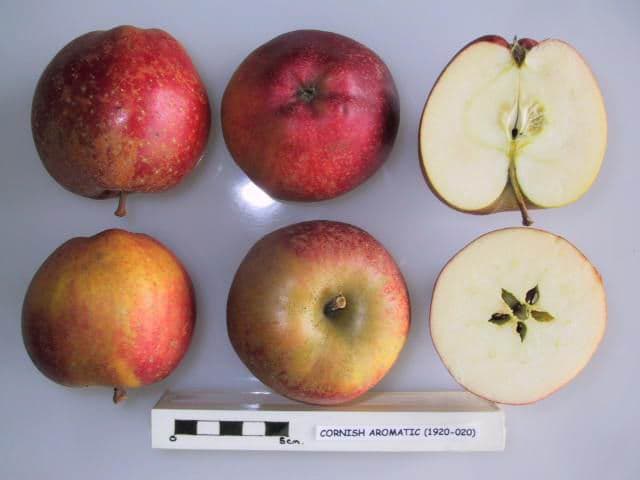 Cornish Aromatic apple