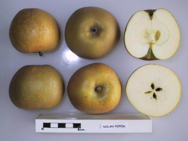 Nolan Pippin apple