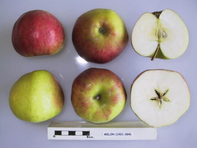 Melon apple