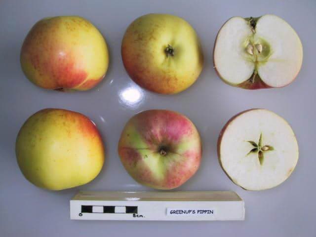 American Pippin apple