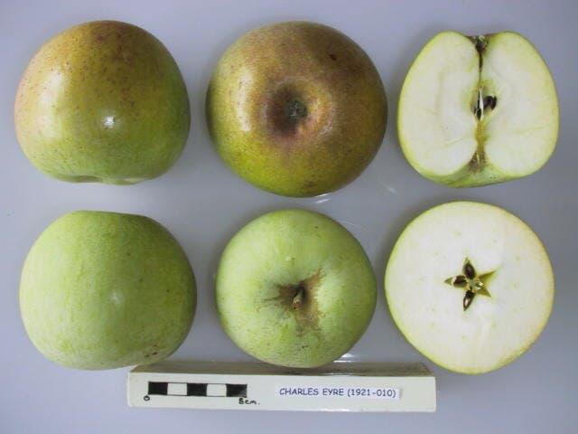 Charles Eyre apple
