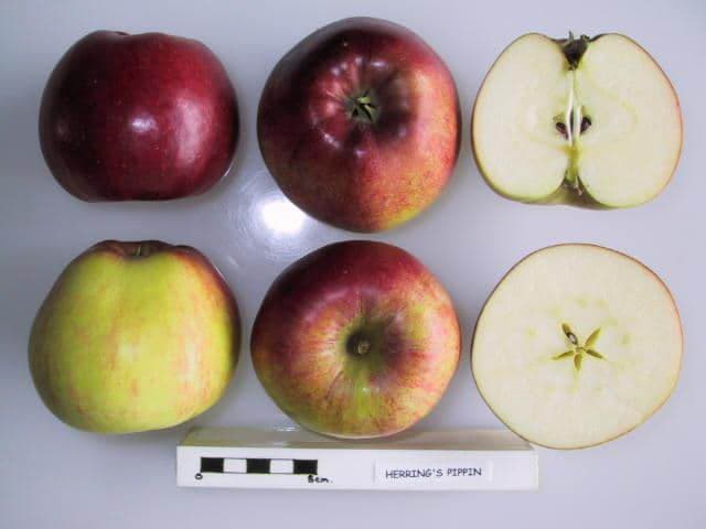 Herring's Pippin apple