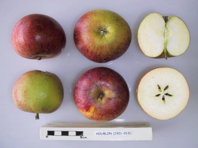 Houblon apple