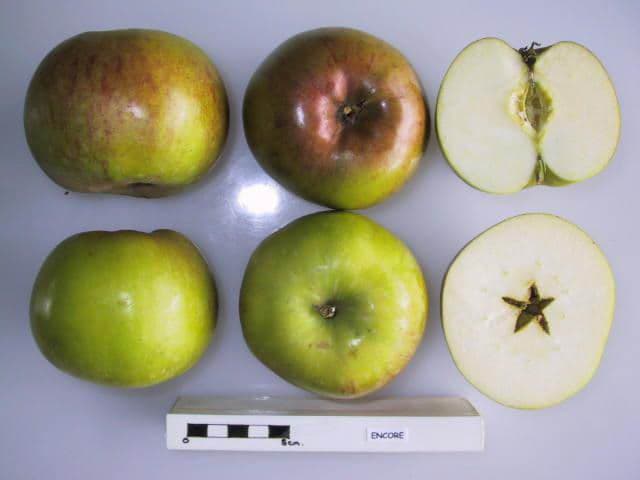 Encore apple