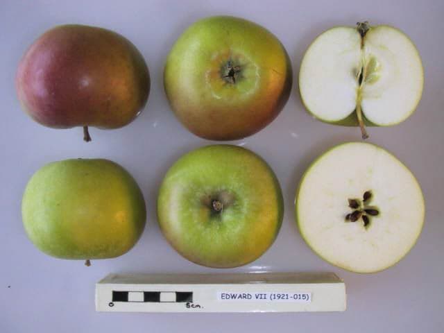 Edward VII apple