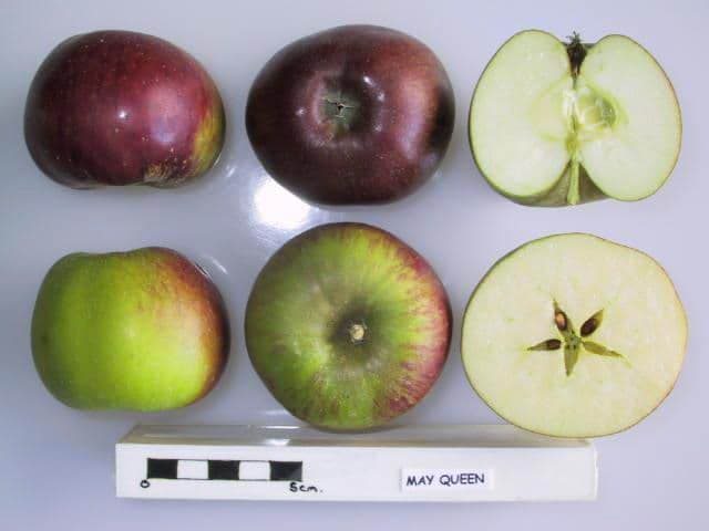 May Queen apple