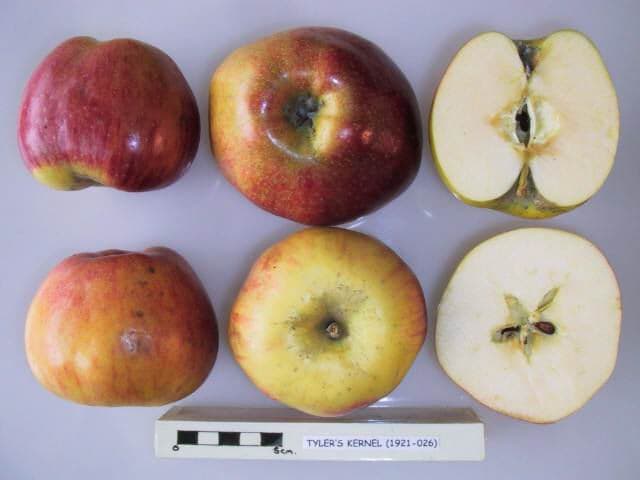Tyler's Kernel apple