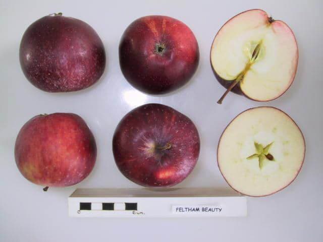 Feltham Beauty apple