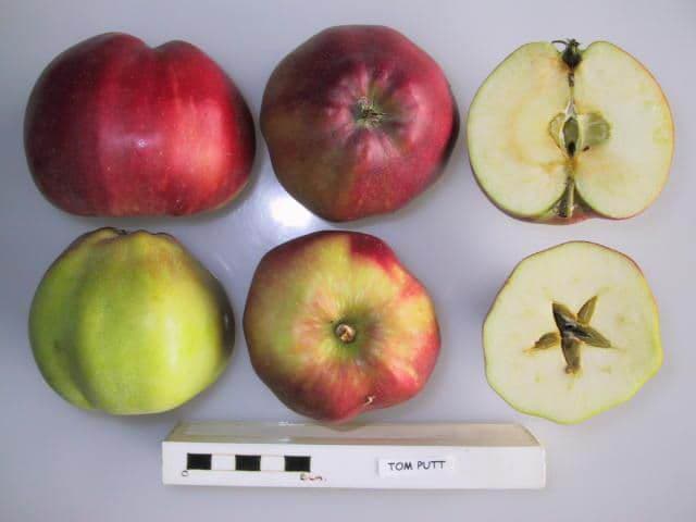 Tom Putt apple